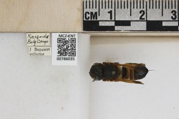 Media type: image;   Entomology 786035 Aspect: Labels